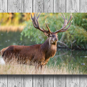 Slika za na steno Red deer stag - AP134-Life-decor.si