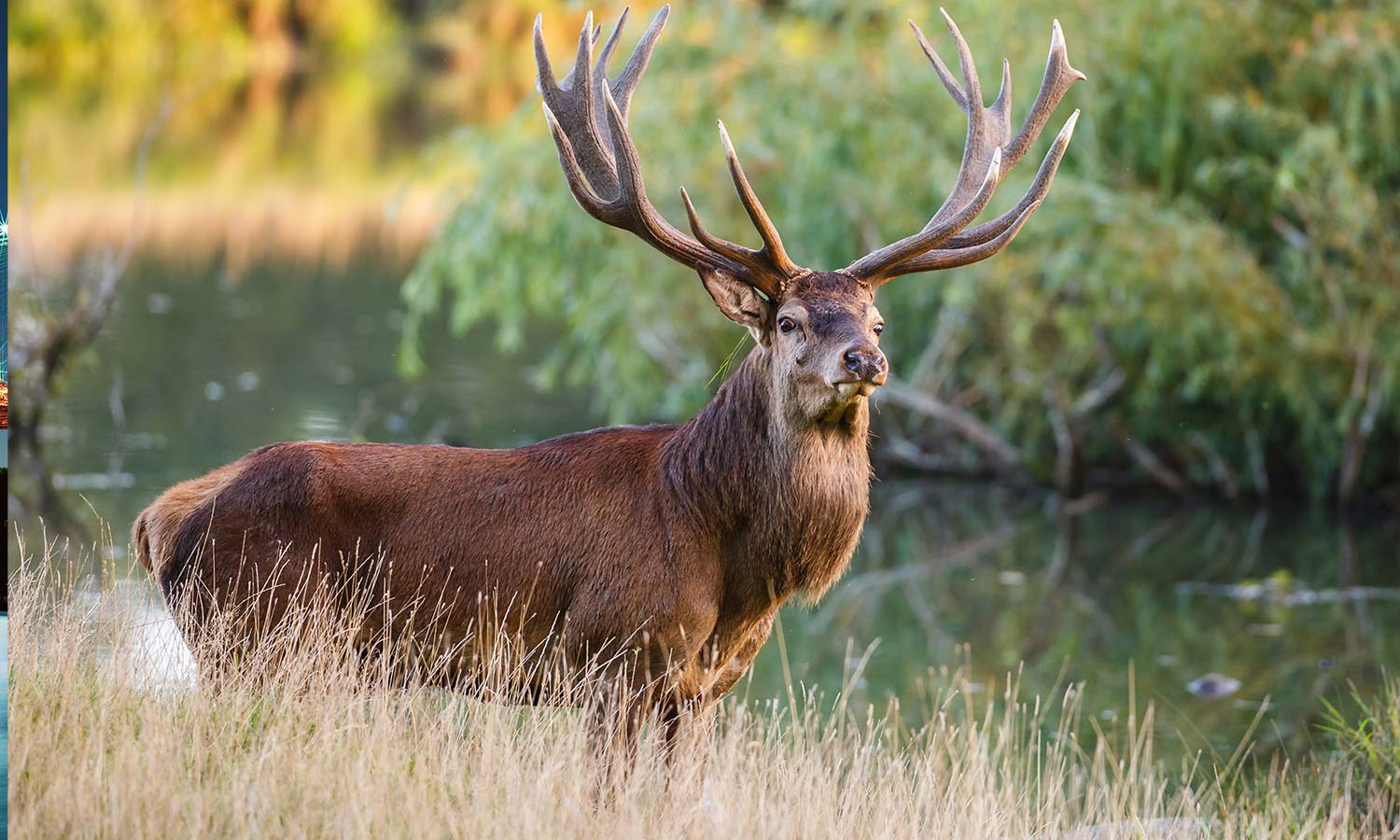 Slika za na steno Red deer stag - AP134-Life-decor.si