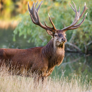 Slika za na steno Red deer stag - AP134-Life-decor.si