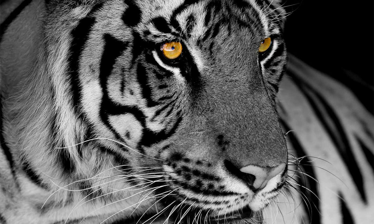Slika za na steno Tigar, stenska poslikava, AP381-Life-decor.si