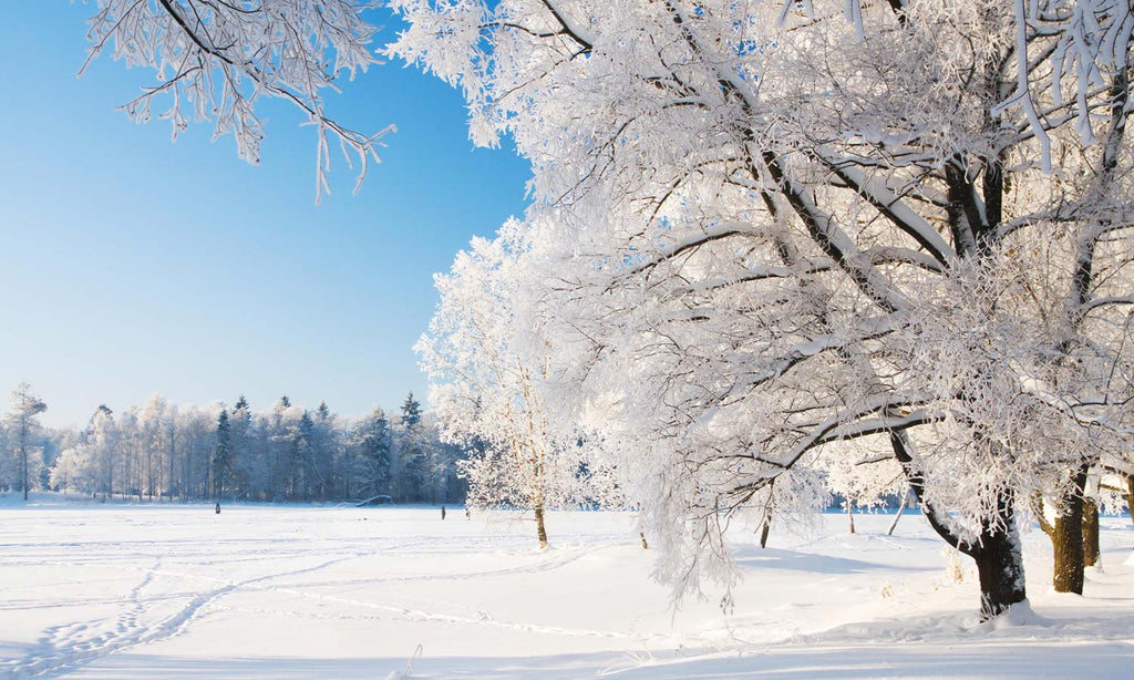 Slika za na steno Winter park in snow - AP166-Life-decor.si