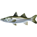Snook nalepke, samolepilne - AUR101-Life-decor.si