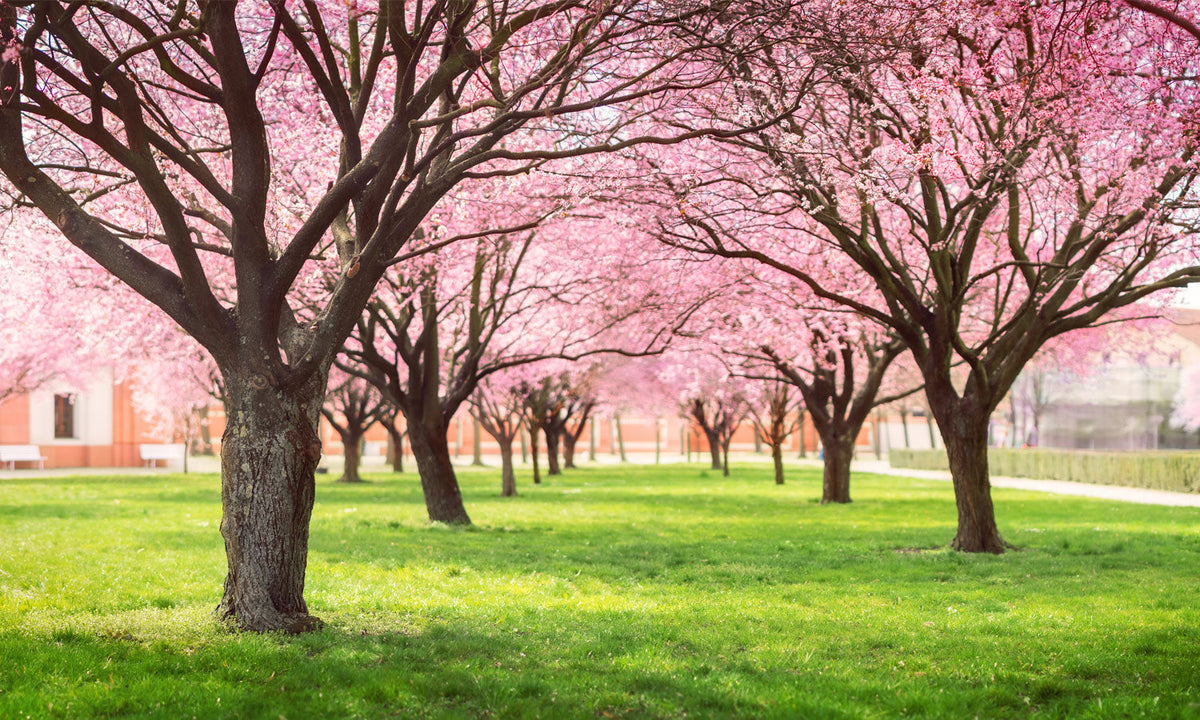 Stakla za kuhinje Cherry blossom trees Alley - PVC plošče / Pleksi steklo - s tiskom za kuhinjo, Zidne obloge PKU295-Life-decor.si