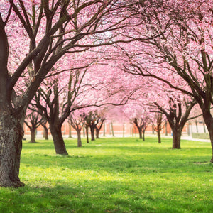 Stakla za kuhinje Cherry blossom trees Alley - PVC plošče / Pleksi steklo - s tiskom za kuhinjo, Zidne obloge PKU295-Life-decor.si