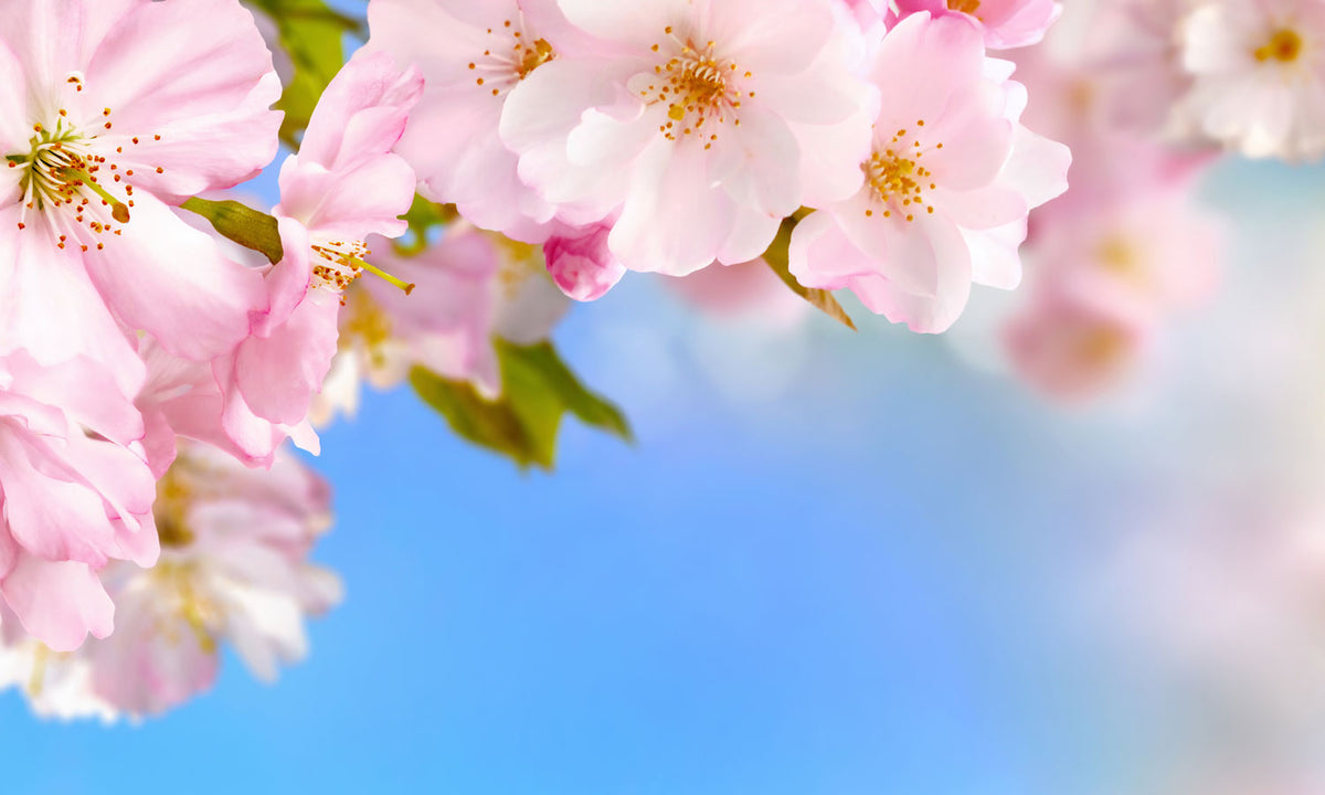 Stakla za kuhinje Cherry blossoms - PVC plošče / Pleksi steklo - s tiskom za kuhinjo, Zidne obloge PKU294-Life-decor.si