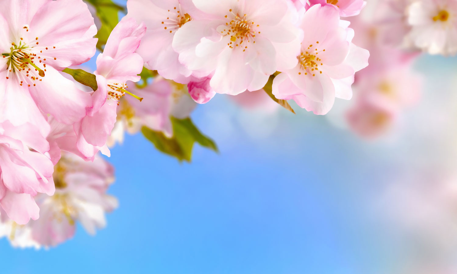 Stakla za kuhinje Cherry blossoms - PVC plošče / Pleksi steklo - s tiskom za kuhinjo, Zidne obloge PKU294-Life-decor.si