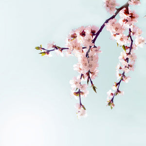 Stakla za kuhinje Cherry pink blossoms - PVC plošče / Pleksi steklo - s tiskom za kuhinjo, Zidne obloge PKU297-Life-decor.si