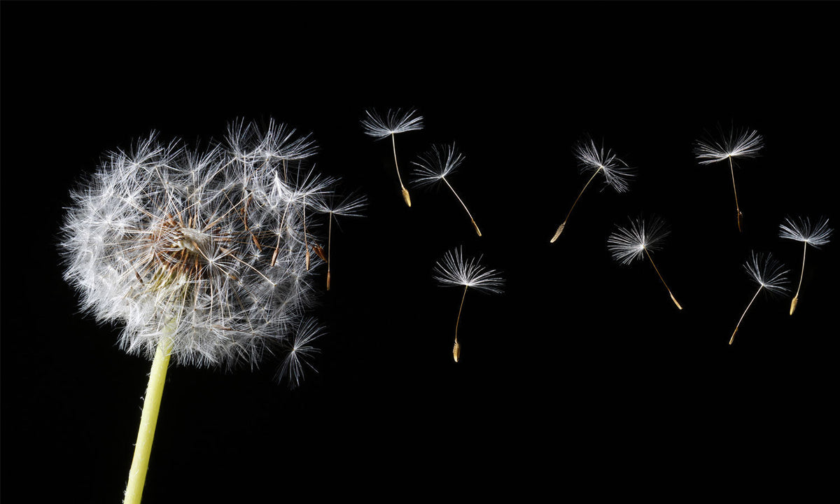 Stakla za kuhinje Dandelion blowing - PVC plošče / Pleksi steklo - s tiskom za kuhinjo, Zidne obloge PKU282-Life-decor.si