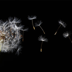 Stakla za kuhinje Dandelion blowing - PVC plošče / Pleksi steklo - s tiskom za kuhinjo, Zidne obloge PKU282-Life-decor.si