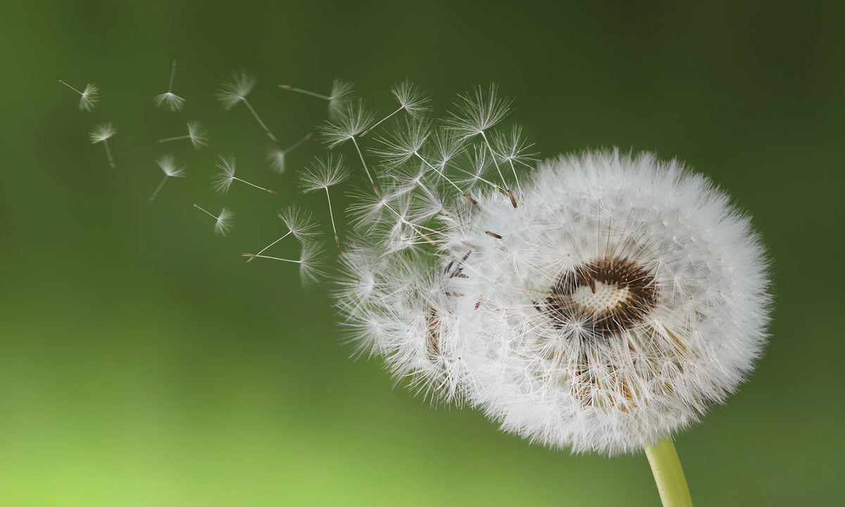 Stakla za kuhinje Dandelion seed - PVC plošče / Pleksi steklo - s tiskom za kuhinjo, Zidne obloge PKU280-Life-decor.si