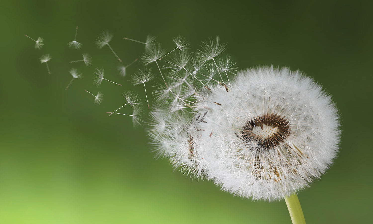 Stakla za kuhinje Dandelion seed - PVC plošče / Pleksi steklo - s tiskom za kuhinjo, Zidne obloge PKU280-Life-decor.si