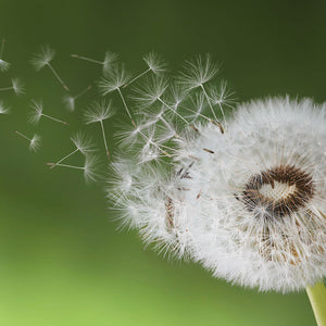 Stakla za kuhinje Dandelion seed - PVC plošče / Pleksi steklo - s tiskom za kuhinjo, Zidne obloge PKU280-Life-decor.si