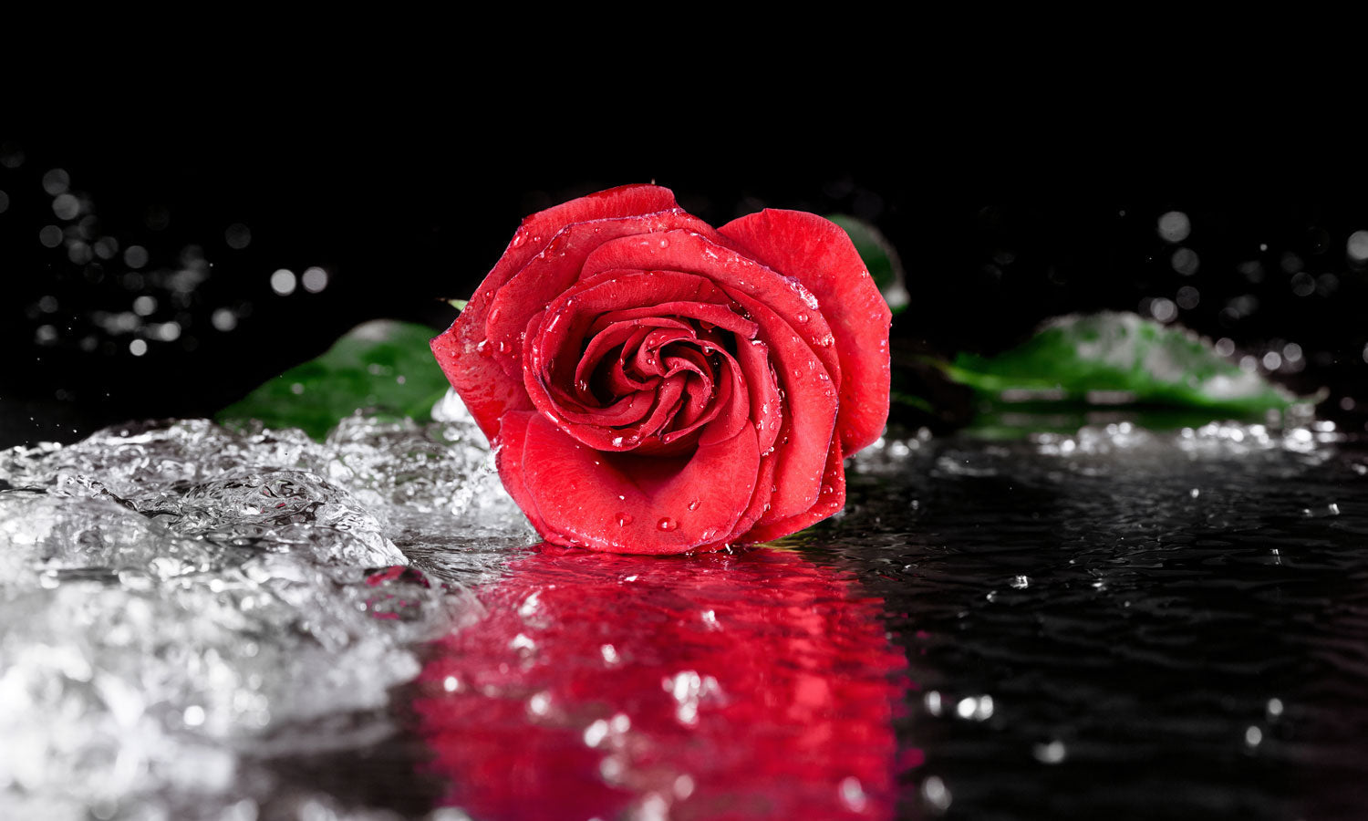 Stakla za kuhinje Red rose with water drops - PVC plošče / Pleksi steklo - s tiskom za kuhinjo, Zidne obloge PKU278-Life-decor.si