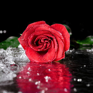 Stakla za kuhinje Red rose with water drops - PVC plošče / Pleksi steklo - s tiskom za kuhinjo, Zidne obloge PKU278-Life-decor.si