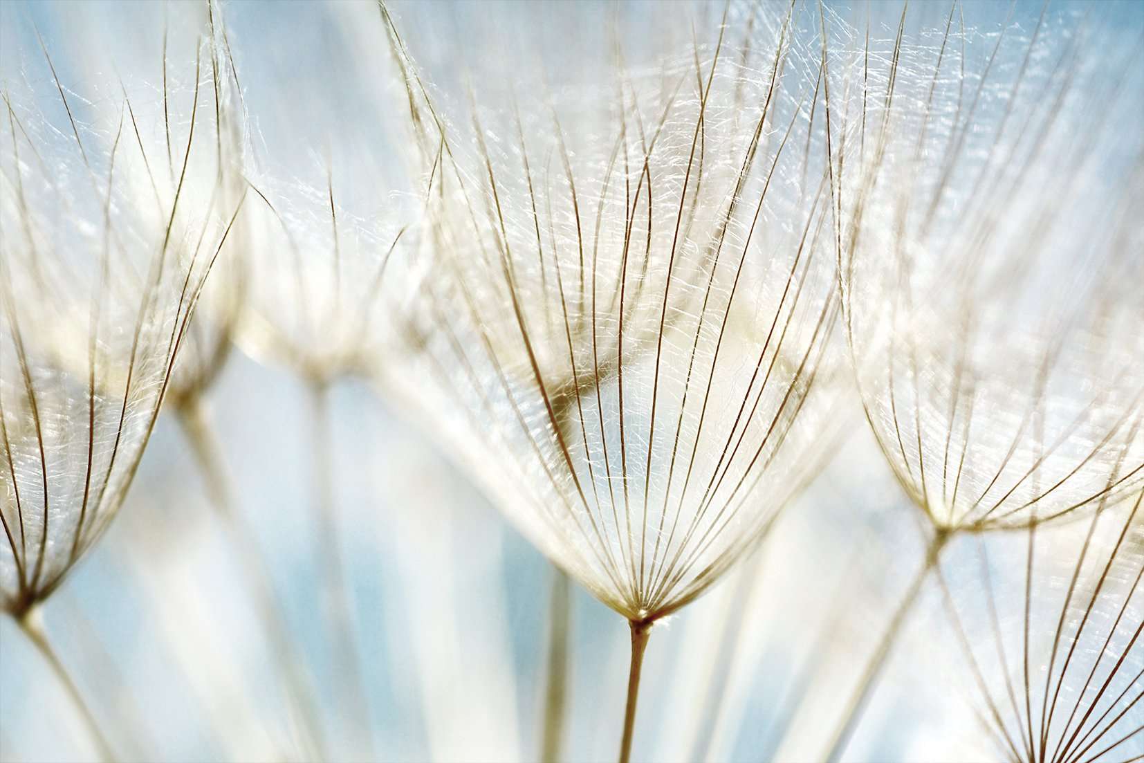 Stenske poslikave Dandelion - AP039-Life-decor.si