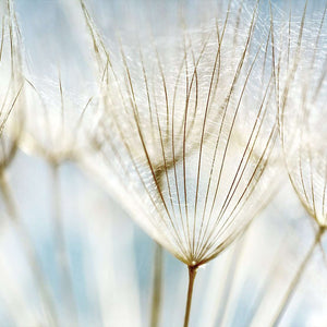 Stenske poslikave Dandelion - AP039-Life-decor.si