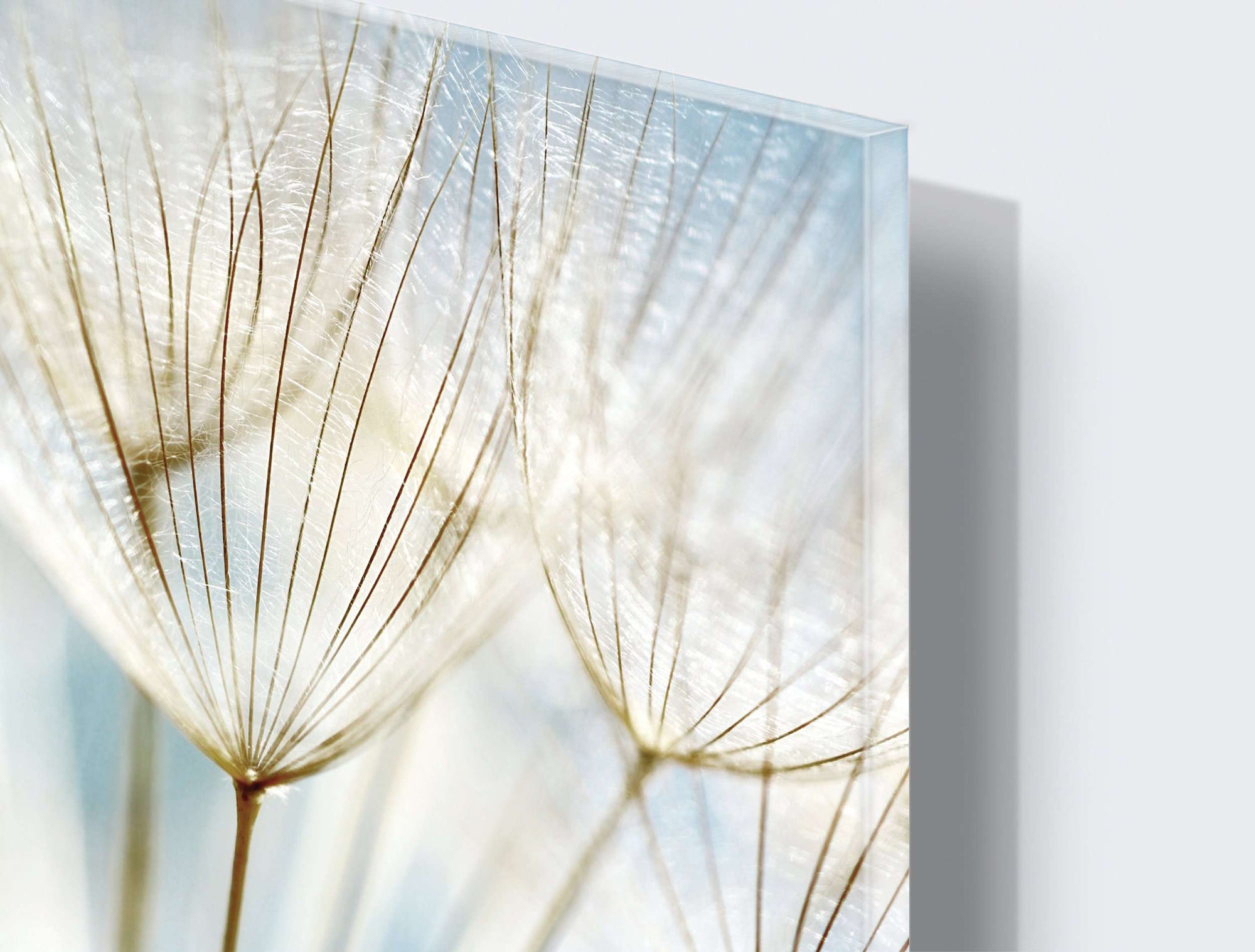 Stenske poslikave Dandelion - AP039-Life-decor.si