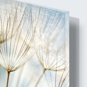 Stenske poslikave Dandelion - AP039-Life-decor.si