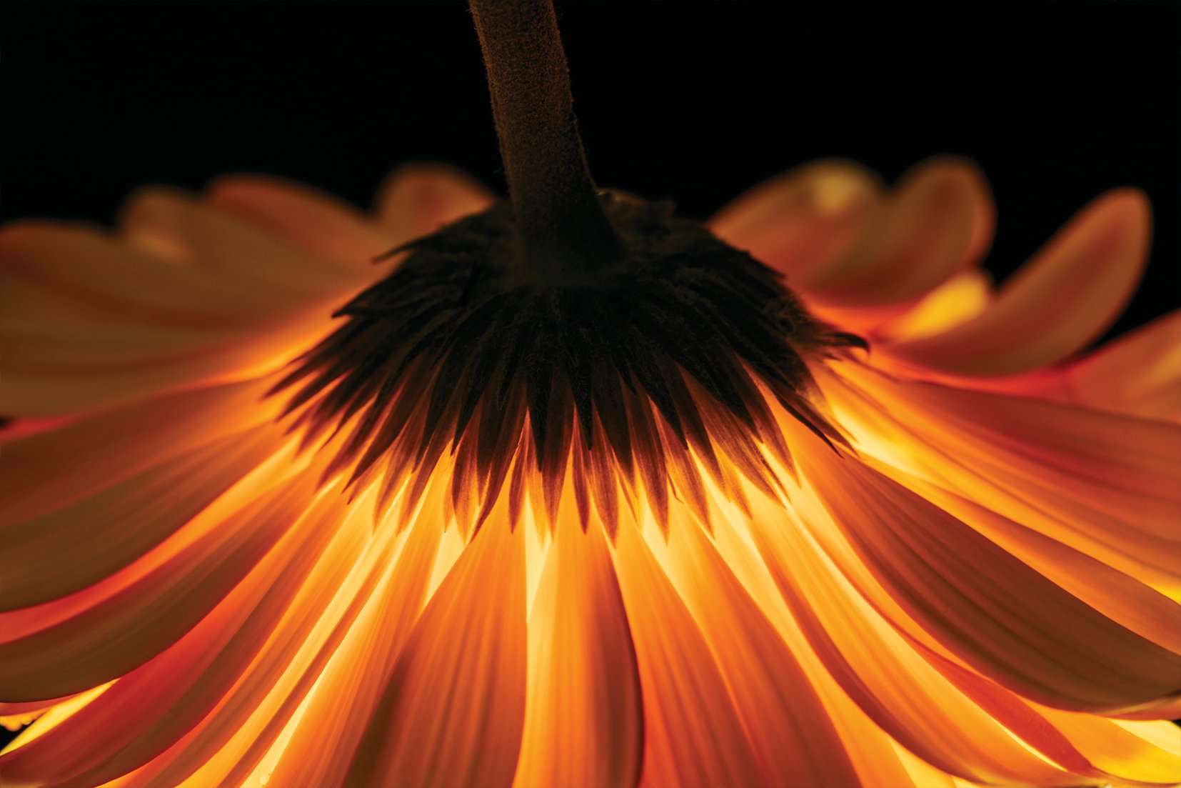 Stenske poslikave fire flover - AP066-Life-decor.si