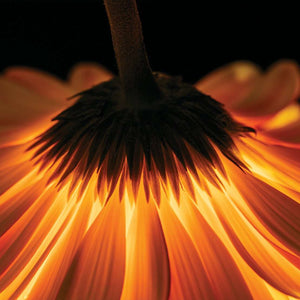 Stenske poslikave fire flover - AP066-Life-decor.si