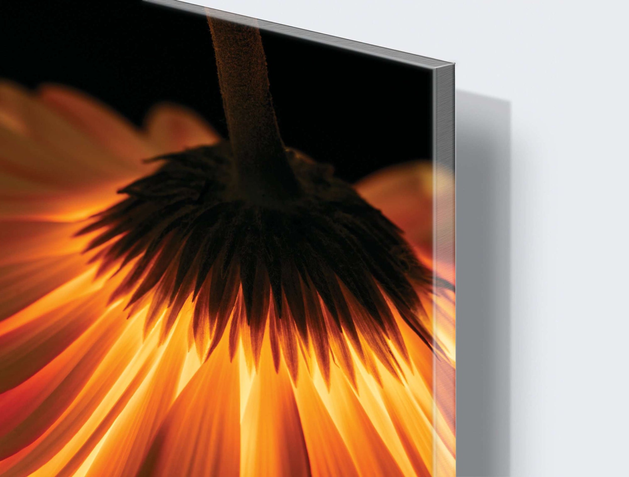 Stenske poslikave fire flover - AP066-Life-decor.si