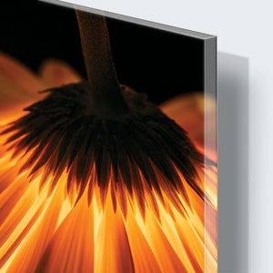 Stenske poslikave fire flover - AP066-Life-decor.si