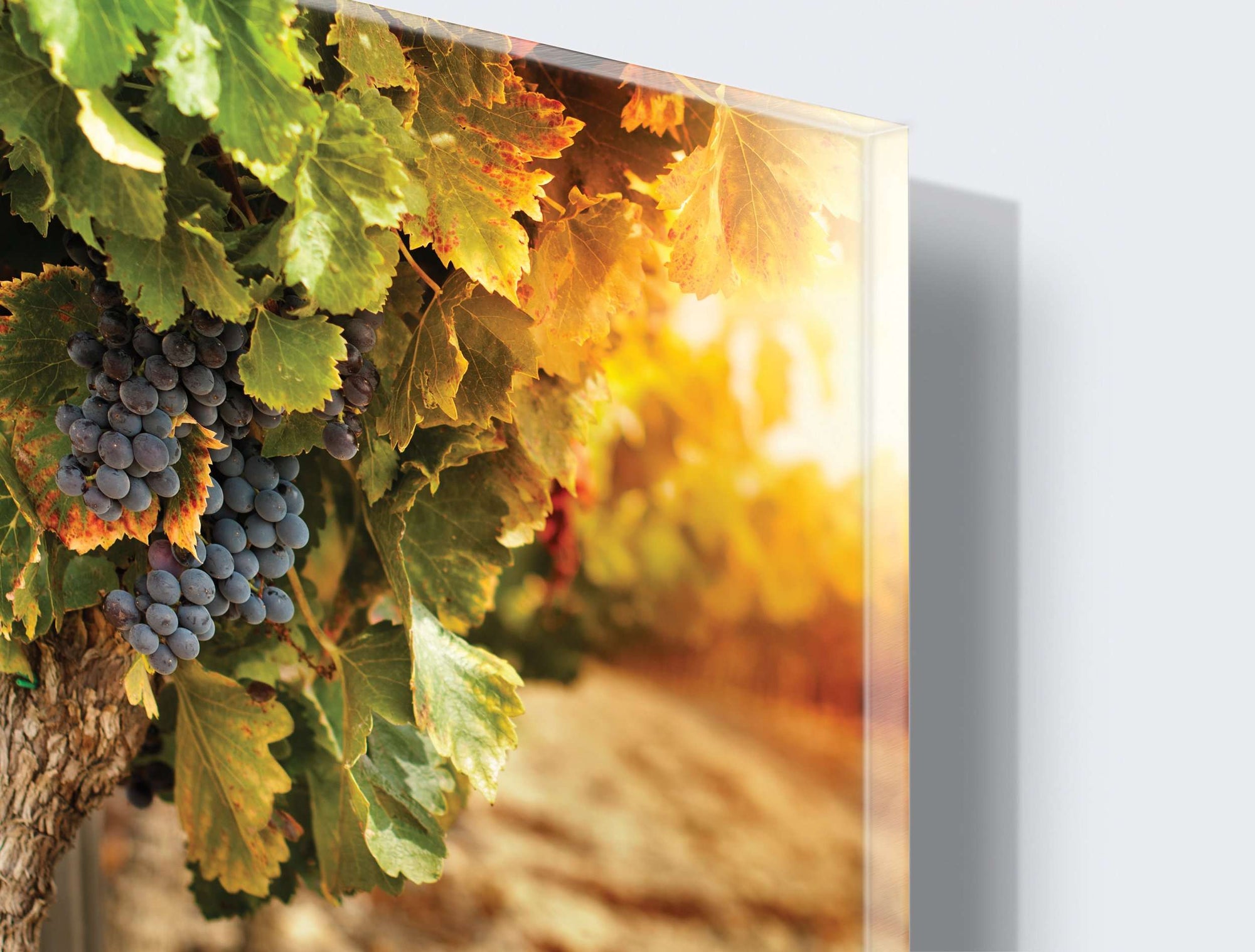 Stenske poslikave Grapes - AP037-Life-decor.si