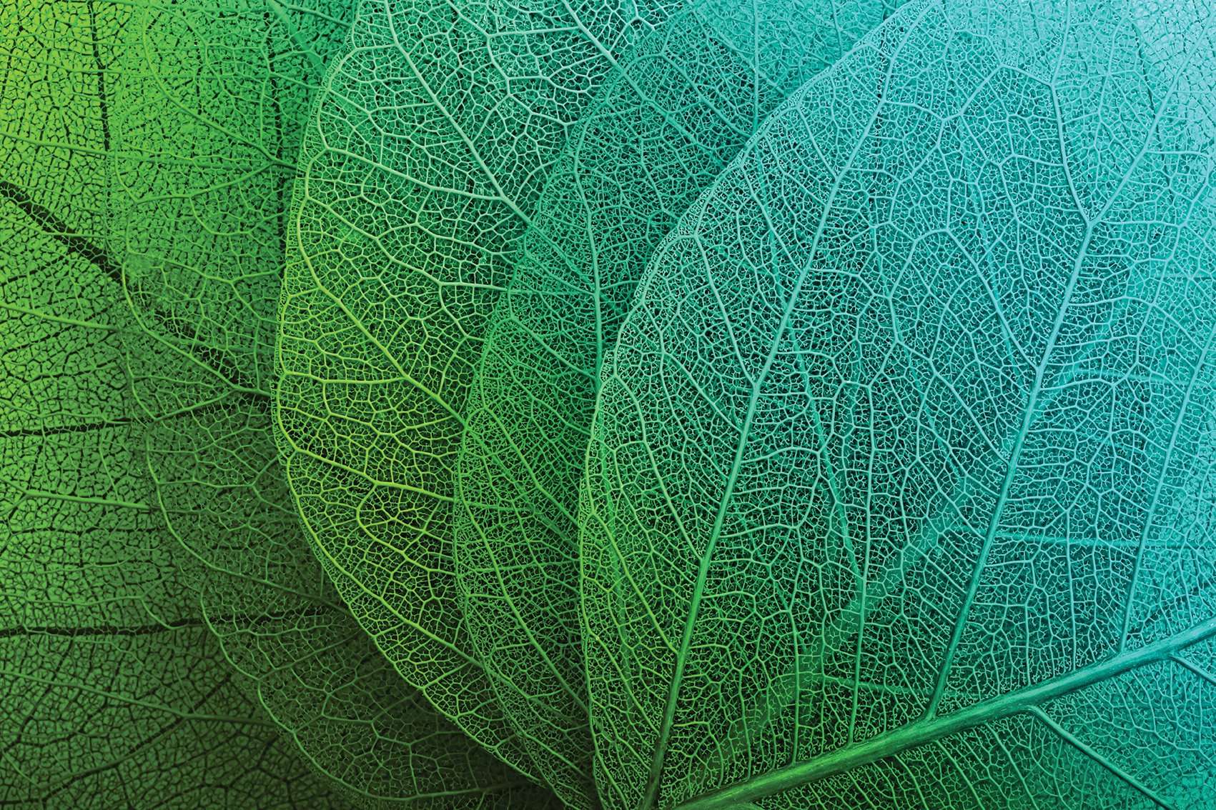 Stenske poslikave Green Leaf - AP001-Life-decor.si