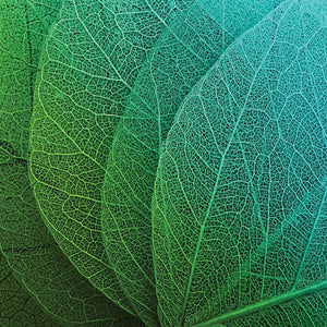 Stenske poslikave Green Leaf - AP001-Life-decor.si