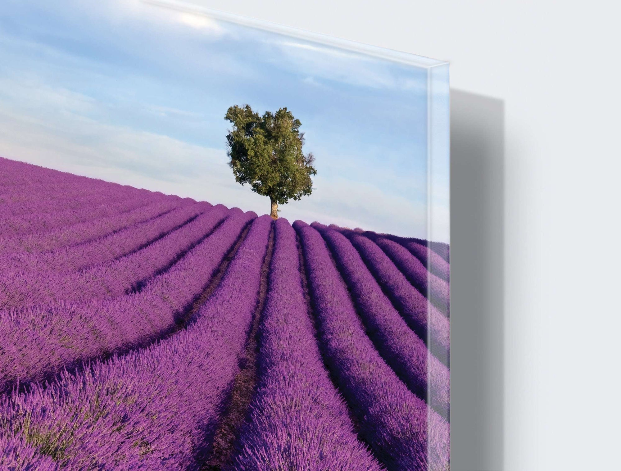 Stenske poslikave Lavanda field - AP053-Life-decor.si