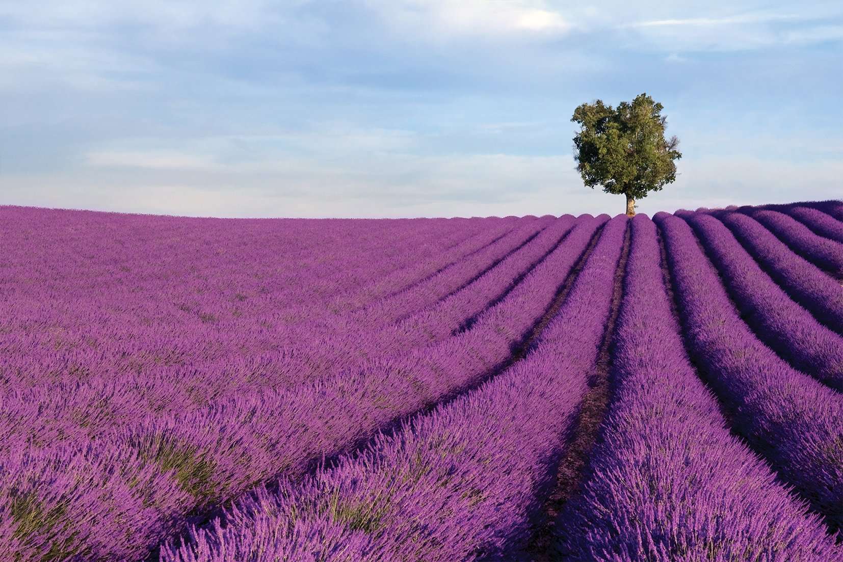 Stenske poslikave Lavanda field - AP053-Life-decor.si