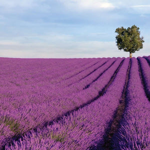 Stenske poslikave Lavanda field - AP053-Life-decor.si