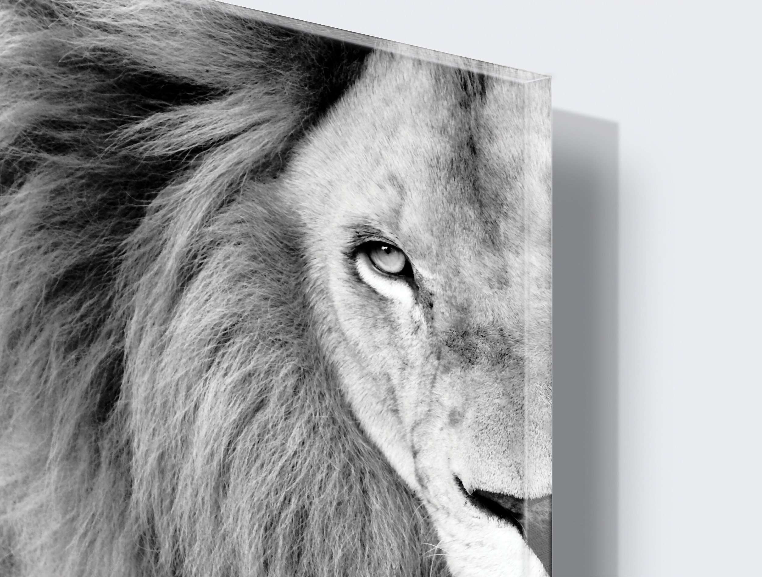 Stenske poslikave Lion - AP035-Life-decor.si