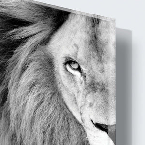 Stenske poslikave Lion - AP035-Life-decor.si