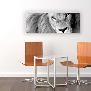 Stenske poslikave Lion - AP035-Life-decor.si