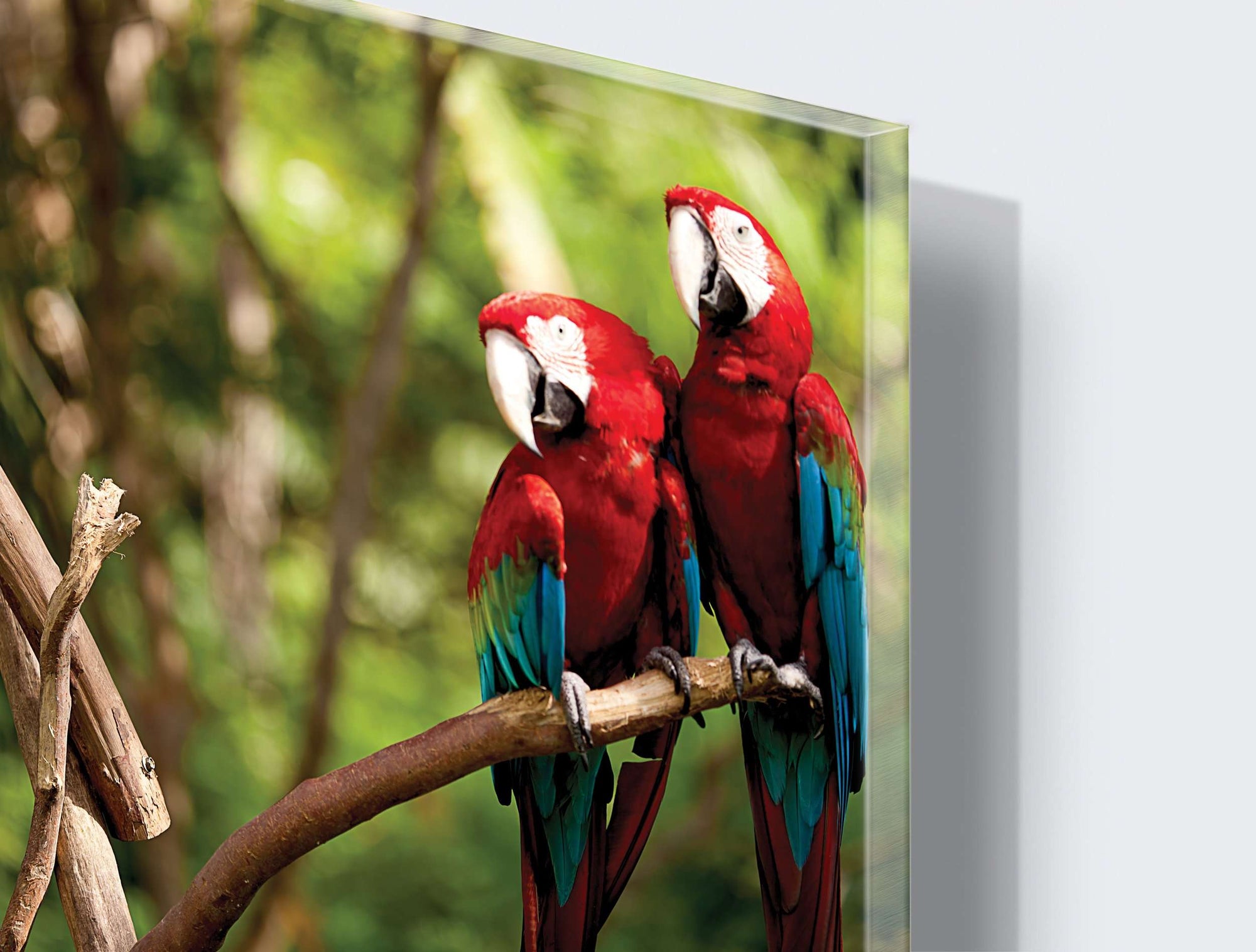 Stenske poslikave parrots - AP082-Life-decor.si