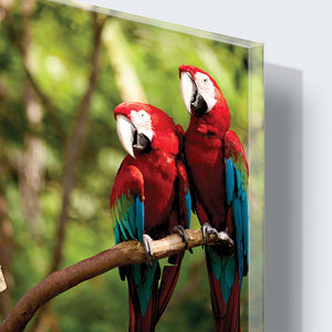 Stenske poslikave parrots - AP082-Life-decor.si