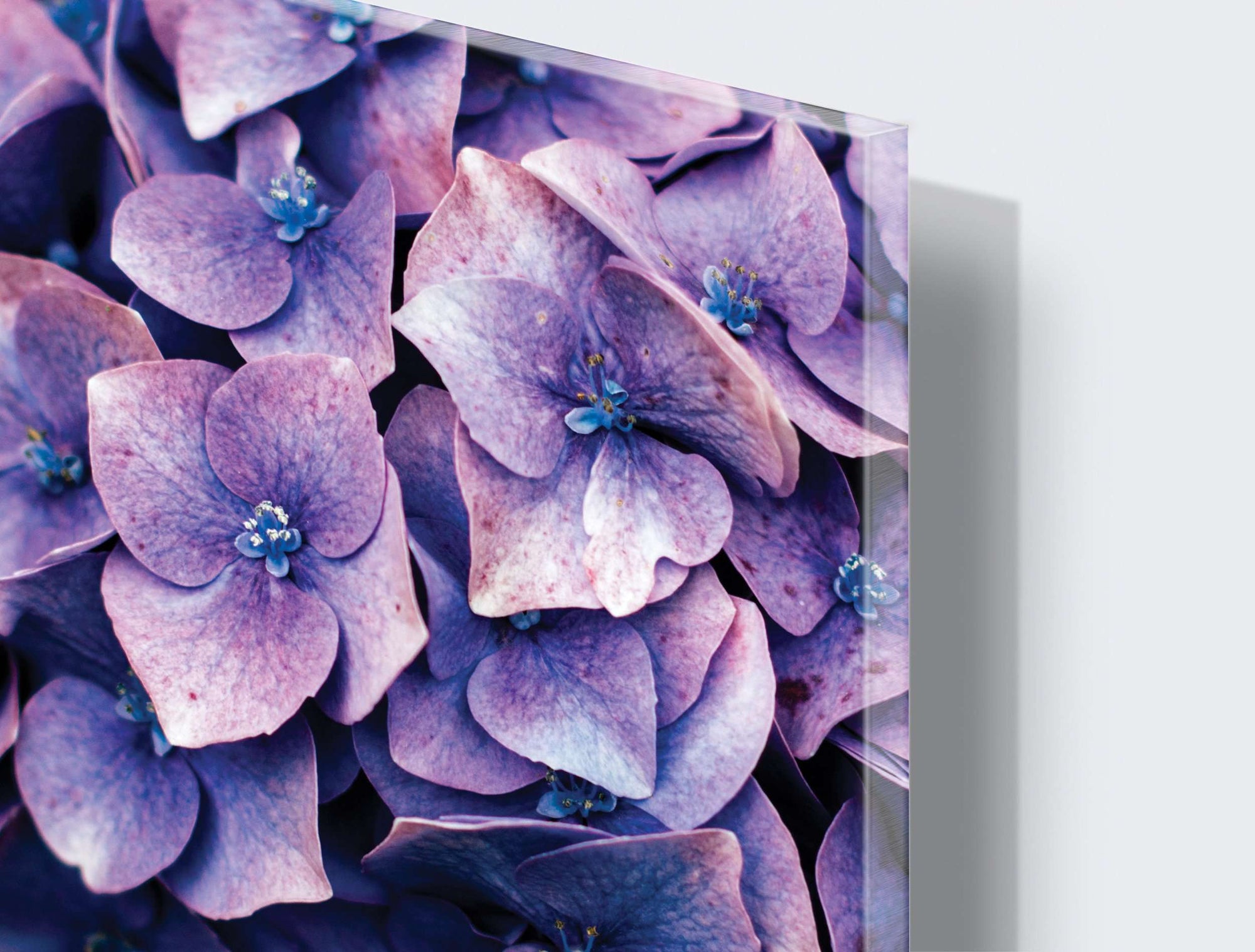 Stenske poslikave purple flowers - AP048-Life-decor.si