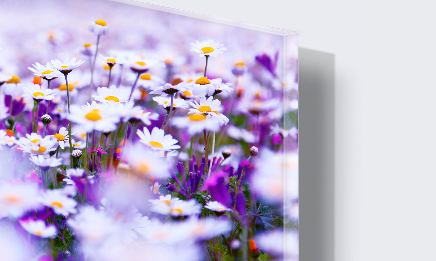 Stenske poslikave Spring flowers - AP088-Life-decor.si