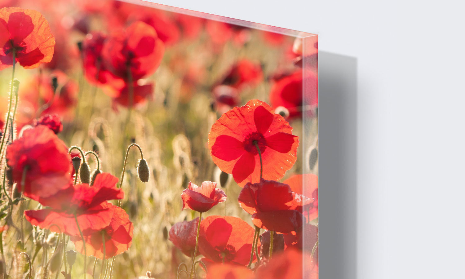 Stenske poslikave Tuscan red poppies - AP089-Life-decor.si