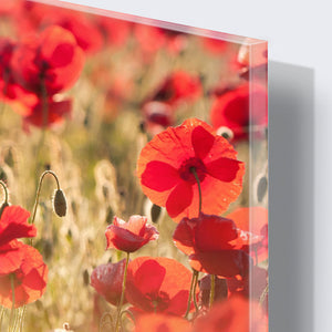 Stenske poslikave Tuscan red poppies - AP089-Life-decor.si