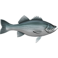 Striped Bass nalepke, samolepilne - AUR103-Life-decor.si