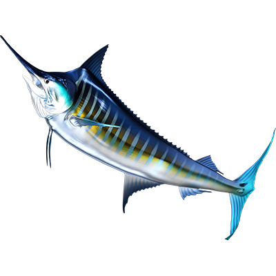 Striped Marlin nalepke, samolepilne - AUR104-Life-decor.si