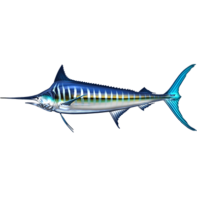 Striped Marlin nalepke, samolepilne - AUR104-Life-decor.si