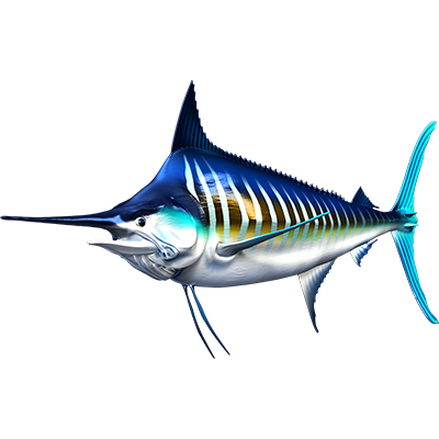 Striped Marlin nalepke, samolepilne - AUR104-Life-decor.si