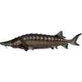 Sturgeon nalepke, samolepilne - AUR105-Life-decor.si