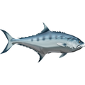 Talang Queenfish nalepke, samolepilne - AUR108-Life-decor.si