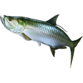 Tarpon nalepke, samolepilne - AUR109-Life-decor.si