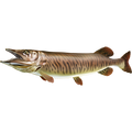 Tiger Musky nalepke, samolepilne - AUR110-Life-decor.si