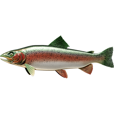 Trout nalepke, samolepilne - AUR112-Life-decor.si